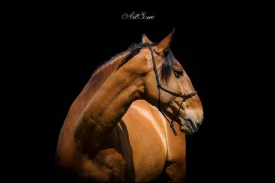 Le lusitanien est un...