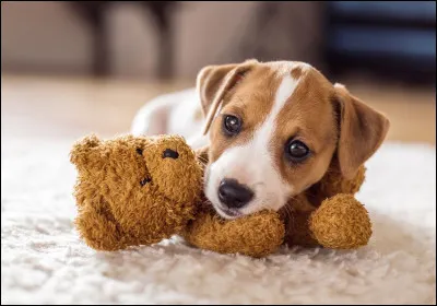 Quel est le chien le plus petit ?