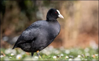 Où a été implanté le premier réacteur nucléaire français ?