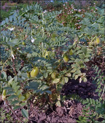 Dans Kaamelott, qui tient le rôle de Caius Papinius ?