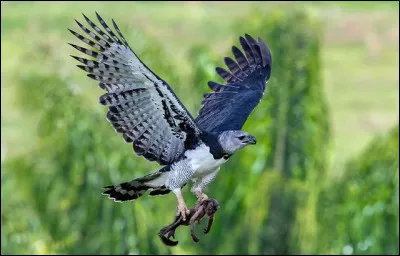 Alors, est-ce que tu saurais nommer celui-ci ?