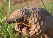 Quiz Journe mondiale du pangolin