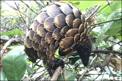 Quel est son comportement dans la vie sociale ?