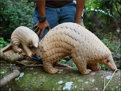Le bébé pangolin naît-il avec des écailles ?