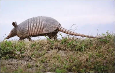 Les pangolins que vous avez vus sur les photos jusque là, ressemblent à beaucoup de fourmiliers. Sur l'image, est-ce un tatou ou un pangolin ?