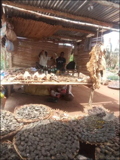 Le braconnage dont est victime le pangolin se résume-t-il à un marché local ou à un trafic international ?