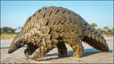 Où vit le pangolin ?