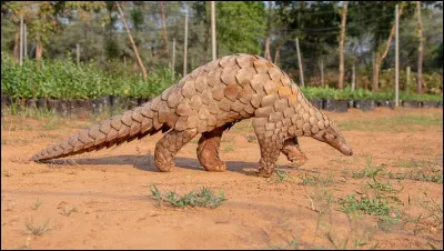 De quoi se nourrit-il ?