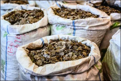 Quelles vertus seraient attribuées aux écailles de pangolin ?