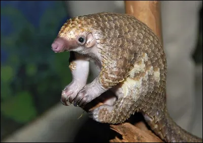Le pangolin vit-il le jour ou la nuit ?