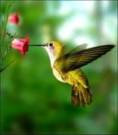 Animaux : Le colibri abeille est, avec sa taille de 5 cm et son poids de 1,8 grammes le plus petit oiseau du monde. Où vit-il exclusivement ?