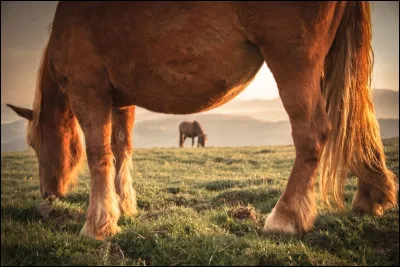 Quelle est l'espérance de vie d'un lipizzan ?