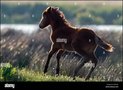 Trouve le descendant direct des lipizzans :