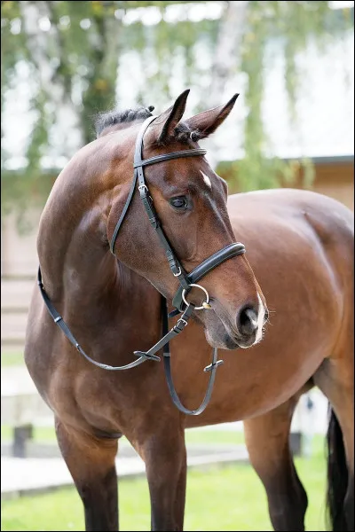 Trouve les élevages de lipizzans :