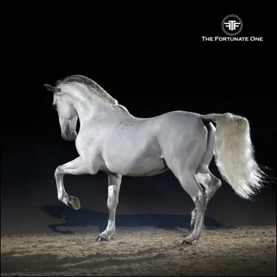 Quel est le caractère du lipizzan ?