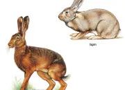Quiz Lapin ou livre