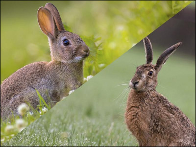 Je fais la course contre une tortue dans une célèbre fable. Je suis…