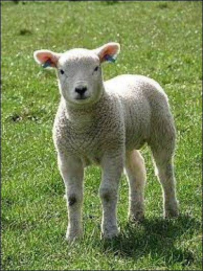 Quel est le comble pour un agneau ?
