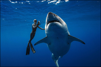 Quelle est la longueur maximale du grand requin blanc  ?