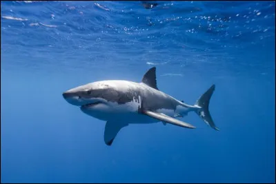 Combien de mamelles possède un requin femelle ?