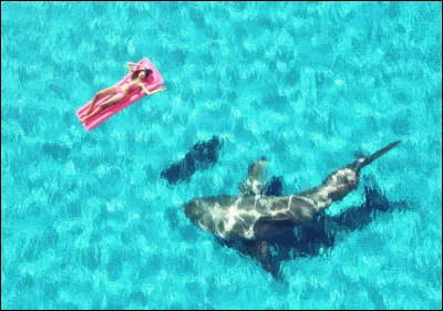 A quelle distance un requin peut-il détecter du sang  ?