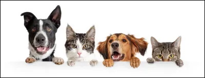 Complétez : Préfères-tu les chiens... les chats ?