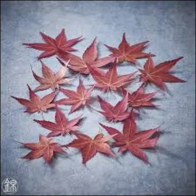 Ceci est une feuille de chêne.