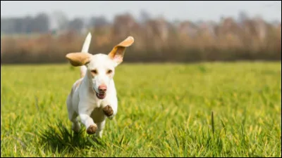 Préfères-tu voler ou courir ?