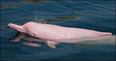 Quel est le nom de ce dauphin d'eau douce, présent en Amazonie ?
