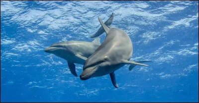 Qui chante "Gentil dauphin triste" en 1976 ?