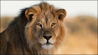 Comment s'appelle cet animal ?