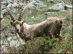 Quiz Animaux