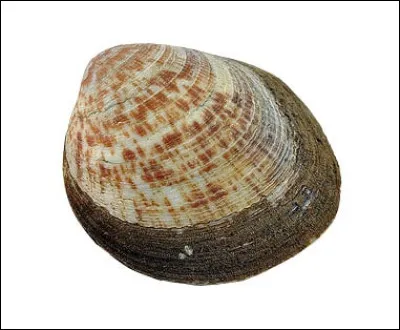 Et une calange, qu'est-ce que c'était ?