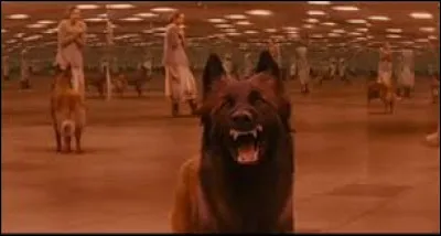 Un chien enragé est juste en face de toi. Que fais-tu ?