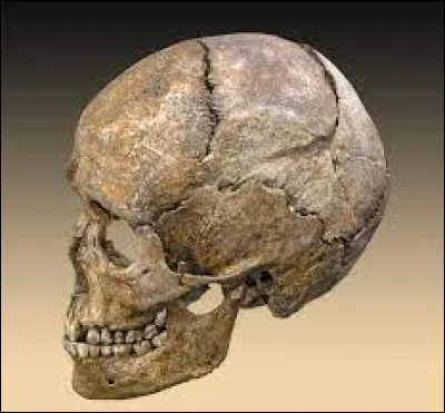 Le crâne est l'os le plus solide du corps humain.