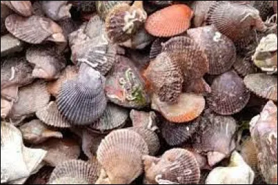 Les pétoncles ne peuvent pas voir.