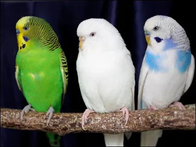 Pourquoi voudrais-tu un animal ?