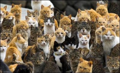 Quelle est la ville qui compte le plus de chats au monde ?