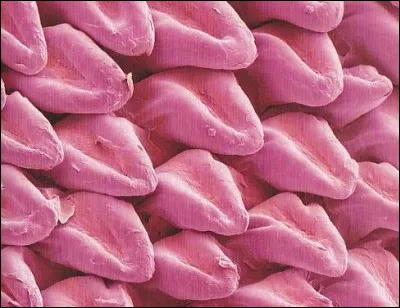 Quelle partie du corps d'un chat voit-on, ici, au microscope ?