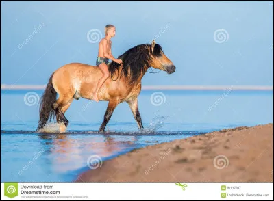 Quel type de cheval préfères-tu ?