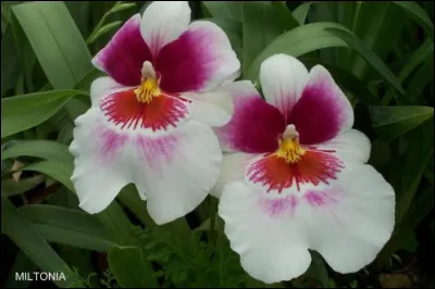 Quel est le nom de ces orchidées ?
