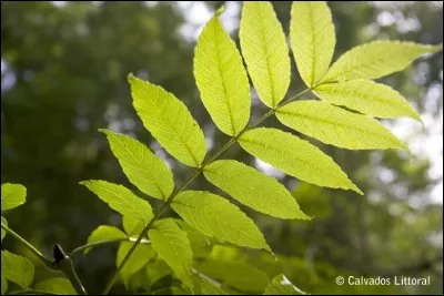 À quel arbre appartient cette feuille ?