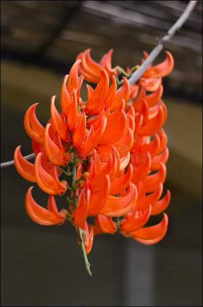 Quel est le nom de ces fleurs poussant sur une liane grimpante, appelées aussi "griffes du diable" ?