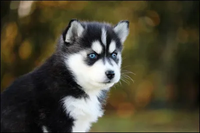 Quelle race de chien est issue d'un croisement entre husky et spitz ?
