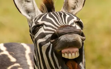 Quiz Animaux