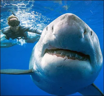 Aimes-tu cette image ?