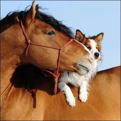 Quel est ton animal préféré ? 1/3