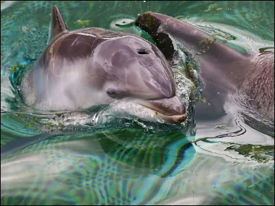 Quel est ton animal préféré ? 2/3