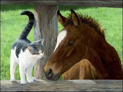 Quel est ton animal préféré ? 3/3