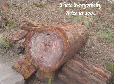 Quel est ce parc national en F de l'Arizona aux États-Unis, site remarquable pour sa concentration sur 594 km2 d'arbres fossilisés ?